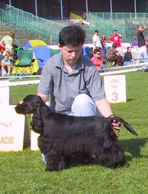 Bastien z Vejminku went Puppy dog (9-18 months) & BOB Junior - CACIB SHOW in Wroclaw 2006