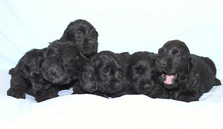 B - litter at the age of five weeks.