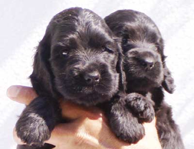 Sabinas puppies at five weeks. (Two black boys, one black girl and one golden girl)