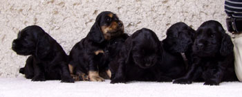 R - litter at five weeks
