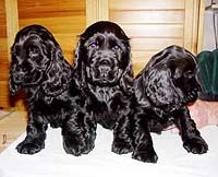 Gemmas puppies at the age of eight weeks.