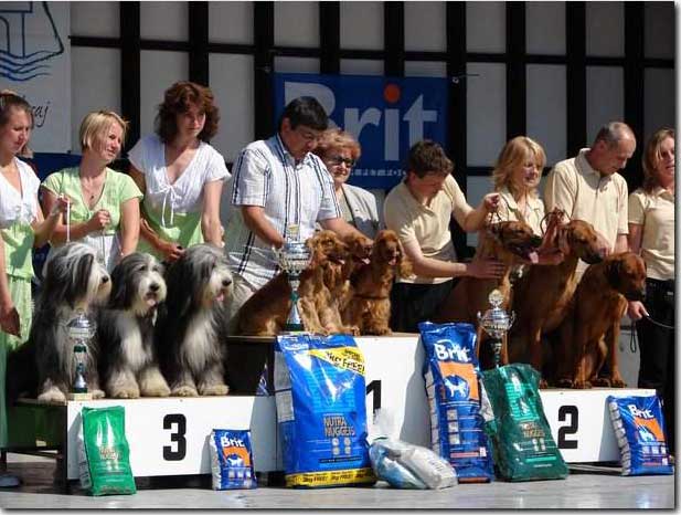 Great weekend for us again. CACIB Litomerice on 19th of May under Mr H. Klemann - Germany. My Cowboy, Eric and Francis as a golden team won ,"Best Breeding Group",  (8 entries) on Saturday.      Foto V. Procházka
