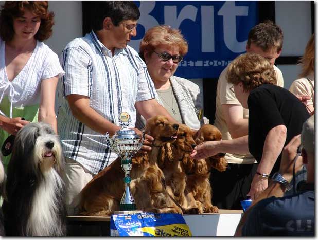 Graet weekend for us again. CACIB Litomerice on 19th of May under Mr H. Klemann - Germany. My Cowboy, Eric and Francis as a golden team won ,"Best Breeding Group",  (8 entries) on Saturday.      Foto V. Procházka