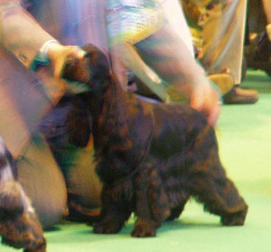 7th of March. 2008 - Bastien z Vejminku at CRUFTS 2008 in Birmingham under Mrs Sue Young (Cannyon). I would like to share with you about our great success at the biggest dog show in the World. My home bred black boy Bastien z Vejminku was shown in very hot open dog as a very young boy at his only 26 months. 20 entries was there, mostly Show Champions. We were chosen as 8 best dogs in class, later 5 dogs were awarded, so we finished as 6th - 8th in this class. I will never forget this day in my life ....