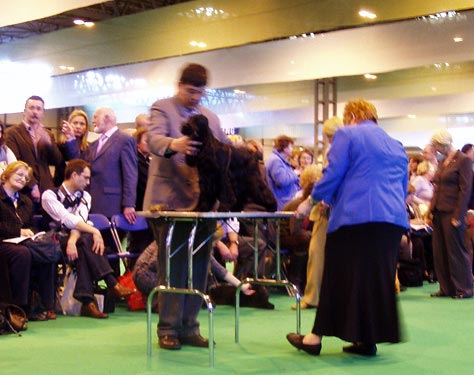 7th of March. 2008 - Bastien z Vejminku at CRUFTS 2008 in Birmingham under Mrs Sue Young (Cannyon). I would like to share with you about our great success at the biggest dog show in the World. My home bred black boy Bastien z Vejminku was shown in very hot open dog as a very young boy at his only 26 months. 20 entries was there, mostly Show Champions. We were chosen as 8 best dogs in class, later 5 dogs were awarded, so we finished as 6th - 8th in this class. I will never forget this day in my life ...