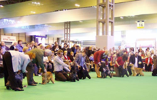 7th of March. 2008 - Bastien z Vejminku at CRUFTS 2008 in Birmingham under Mrs Sue Young (Cannyon). I would like to share with you about our great success at the biggest dog show in the World. My home bred black boy Bastien z Vejminku was shown in very hot open dog as a very young boy at his only 26 months. 20 entries was there, mostly Show Champions. We were chosen as 8 best dogs in class, later 5 dogs were awarded, so we finished as 6th - 8th in this class. I will never forget this day in my life ...