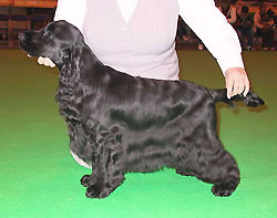 Bastien z Vejminku at Crufts after the show with his proud owner. Photo by Dermott
