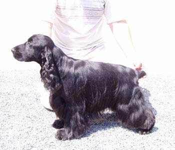 William at the age of eight ( 8 !!! ) years received res. CACIB. His grand son got CACIB. Many of William´s offsprings won their classes.I am proud of all them. They were judged by Mr John Gillespie - UK.