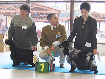 Sabina z Vejminku  - Club Winner Show Ceske Budejovice -  30.10.2004. Another great day for my small kennel !!! at the age only of 14 th months received CAJC, Club Junior Winner, B.O.B. under Mr Dr Tamas Jakkel.