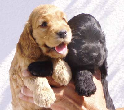 Sabina´s puppies at five weeks. (Two black boys, one black girl and one golden girl)