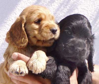Sabina´s puppies at five weeks. (Two black boys, one black girl and one golden girl)