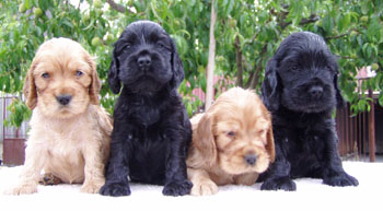 Q - litter at five weeks