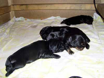Gemma´s puppies at the age of two weeks.