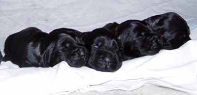 Gemma´s puppies at the age of two weeks.