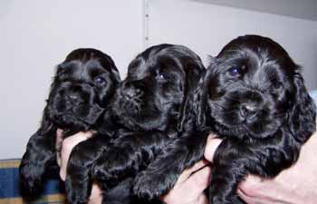 Gemma´s puppies at five and half weeks. Girls