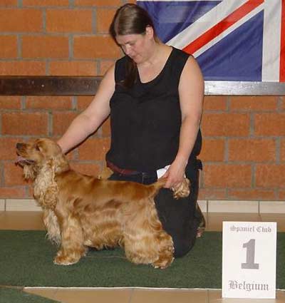 Ch. Show Belgian Cocker Club - Xarfais Golden Pride z Vejminku won puppy dog under breed specialist Mrs Linda Robinson (GB)