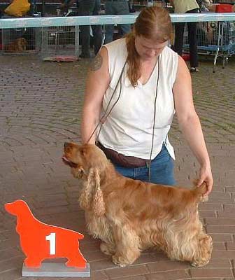 Another great success of Xarfais Golden Pride z Vejminku at Rheda´s Show (Germany) again ... Big congratulation Dorothea, I am very proud dad... 